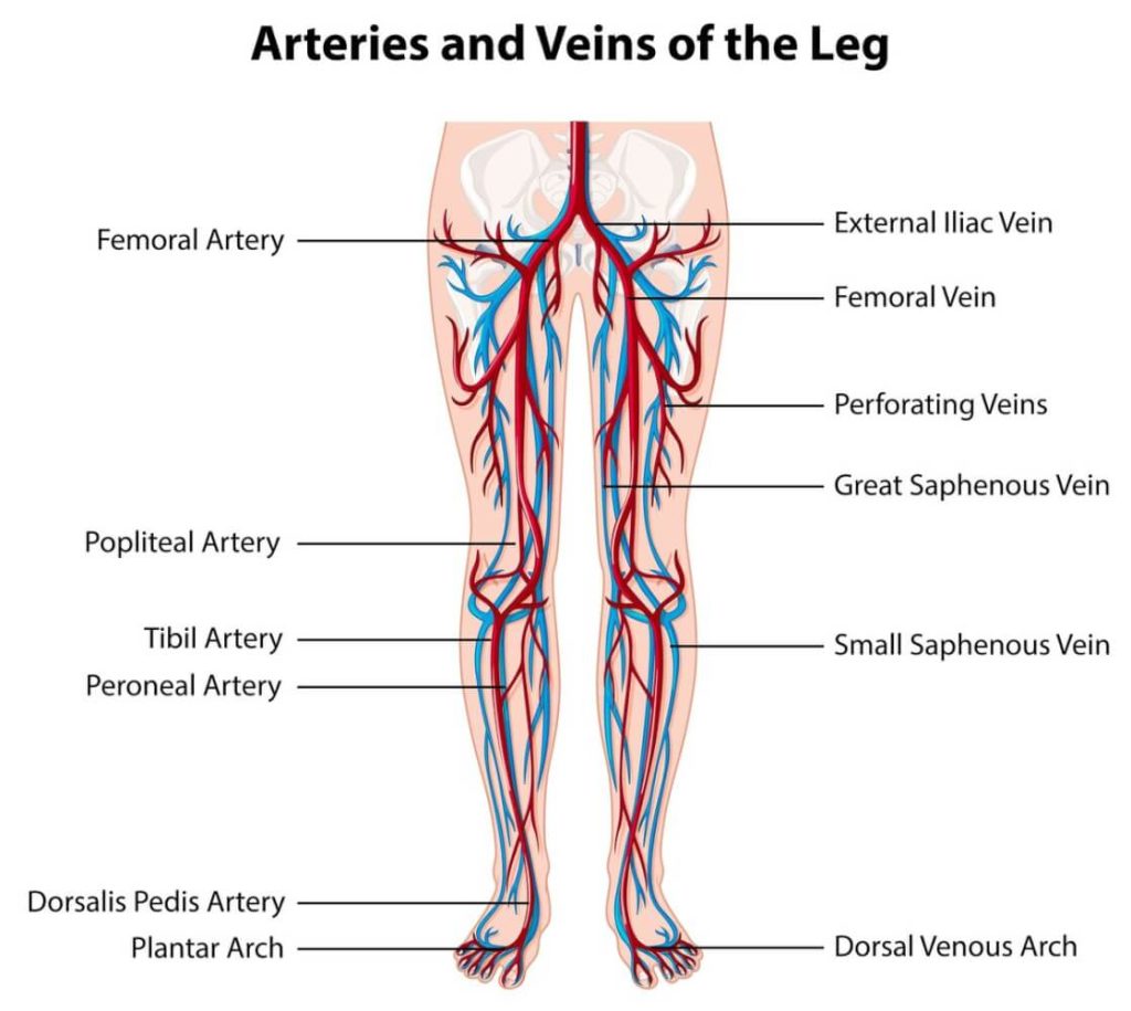 What is chronic venous insufficiency? - NexGen Orthopedics